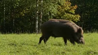 Почему с банкой зверь не понимает, откуда стреляют, и даёт шанс на второй выстрел